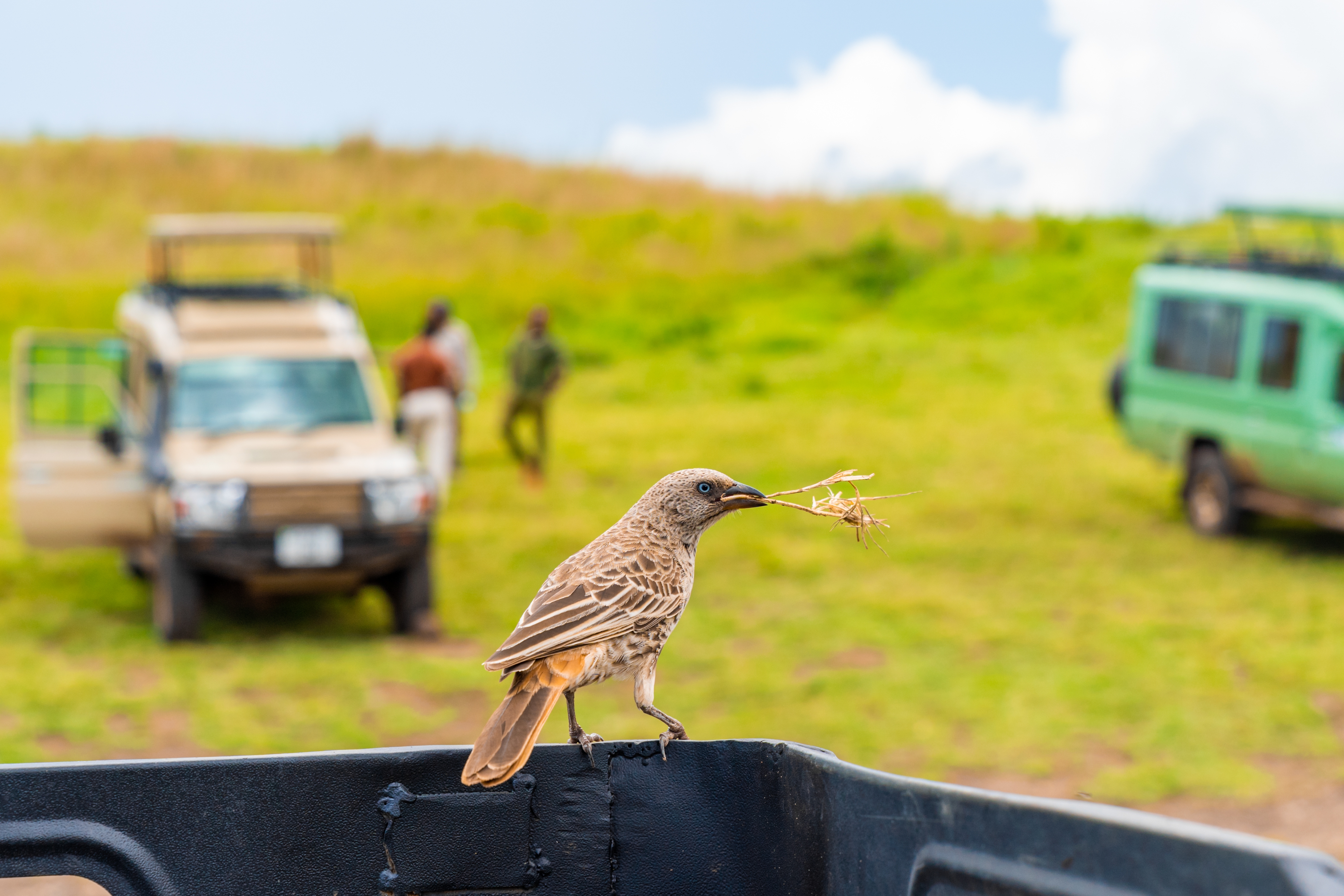 Professional photographer capturing wildlife in Serengeti