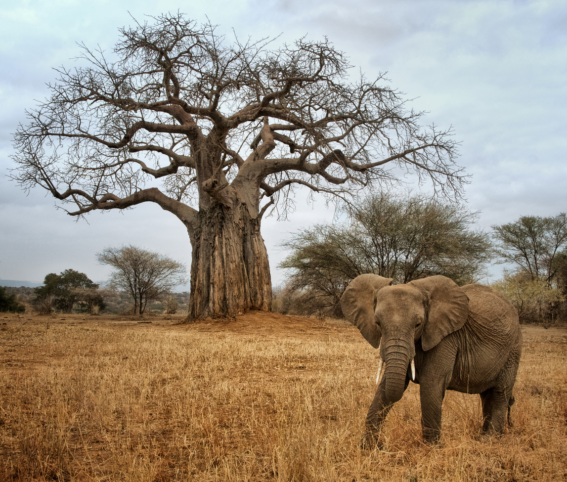 Elephant family under baobab tree in Tarangire