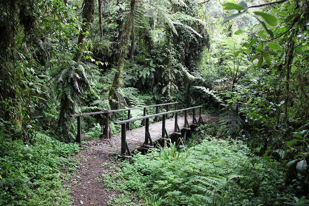 Machame rainforest