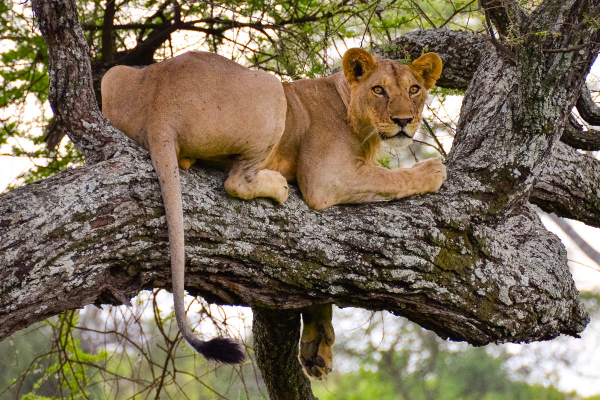 Manyara National Park