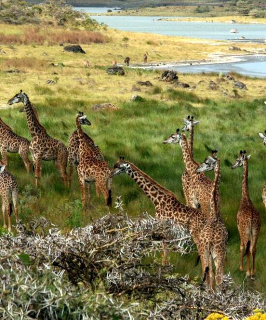 2 Days Joining Group to Tarangire & Ngorongoro Crater Lodge Safari Tour Tanzania