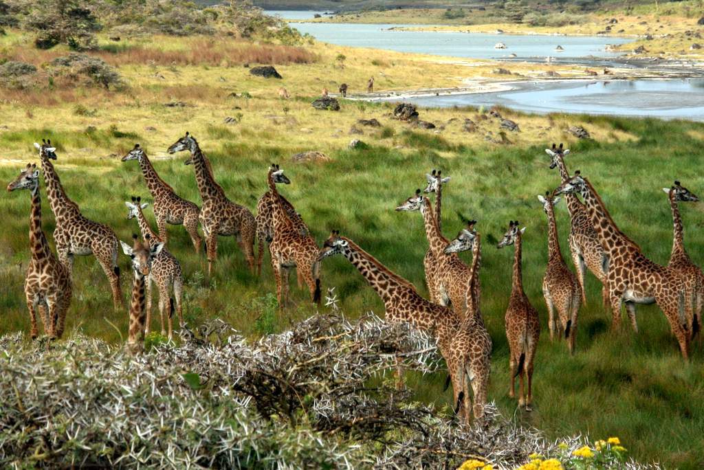 2 Days Joining Group to Tarangire & Ngorongoro Crater Lodge Safari Tour Tanzania