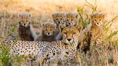 10 Days Tanzania Guided  4×4 Safari