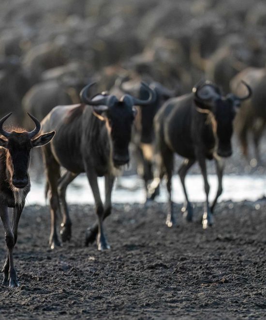 7 Days Serengeti Migration Safaris