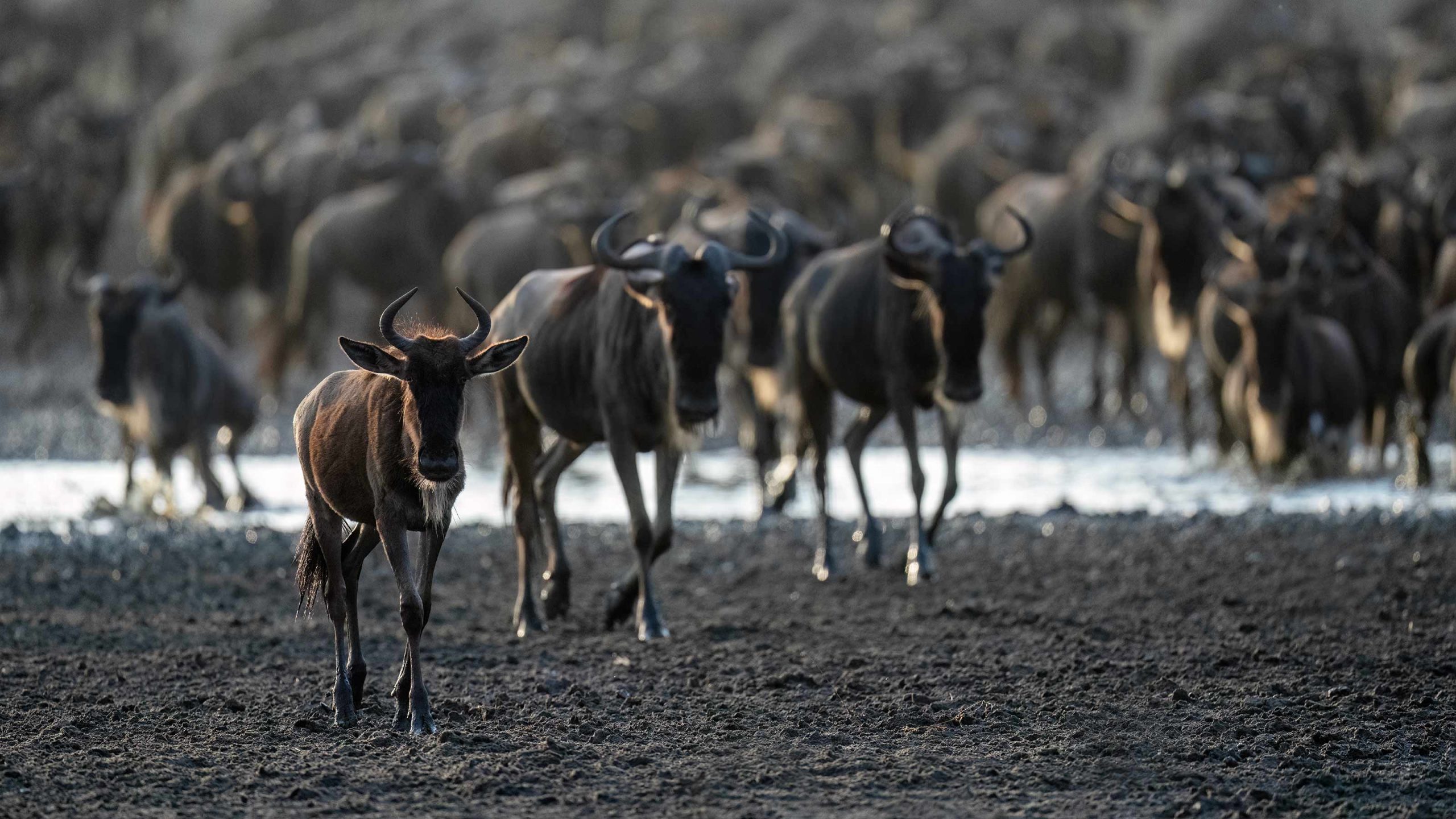 7 Days Serengeti Migration Safaris