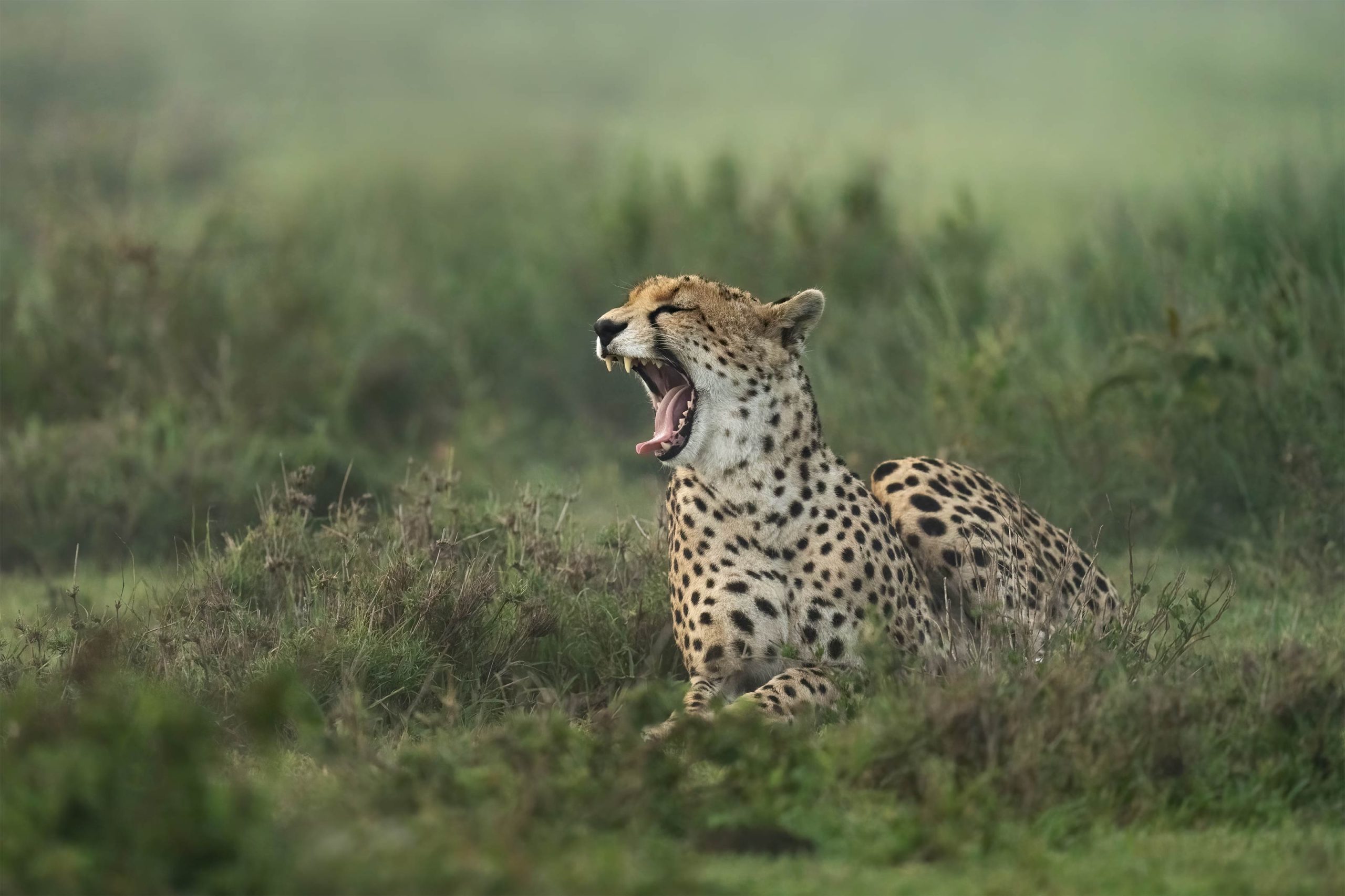 2 Days Safari: Tarangire & Ngorongoro Crater