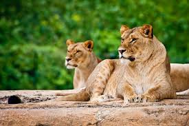 3 Days Safari to Serengeti and Ngorongoro Crater.